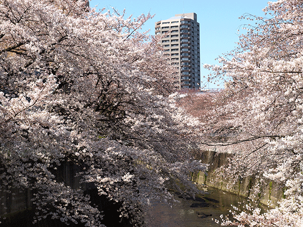 bunkyoの風景